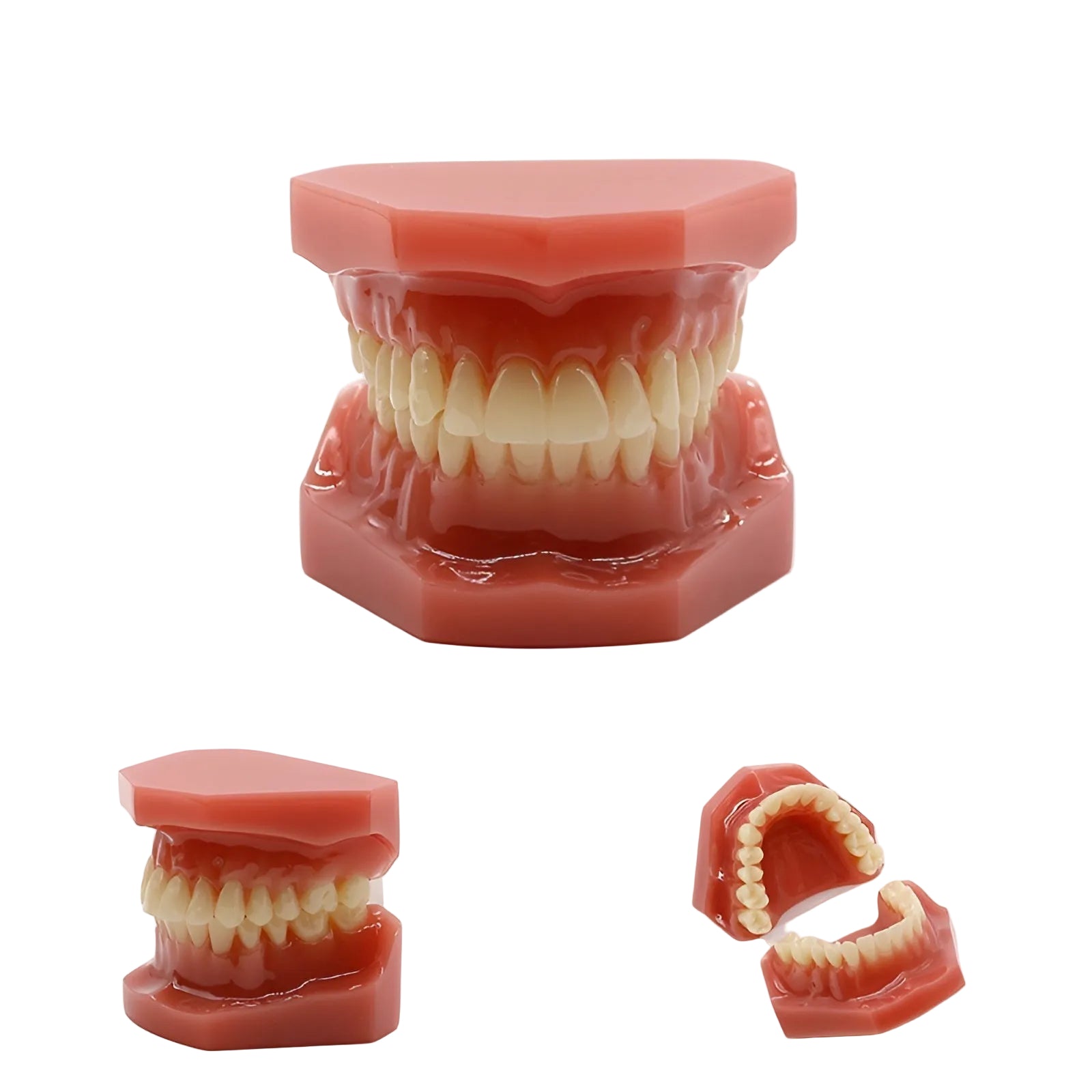 Dental Orthodontic Study Model(Typodont)