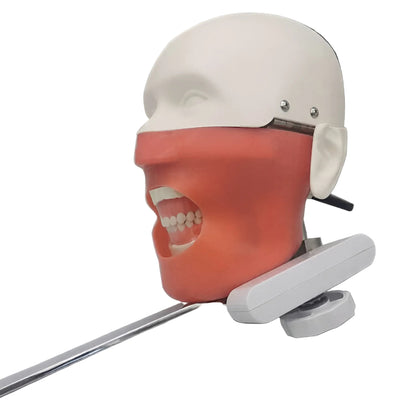 Dental Phantom Head Clinical Training Simulator