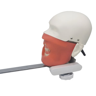 Dental Phantom Head Clinical Training Simulator