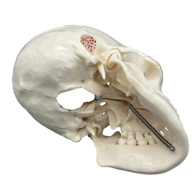 Life-Size Human Dental Skull Model