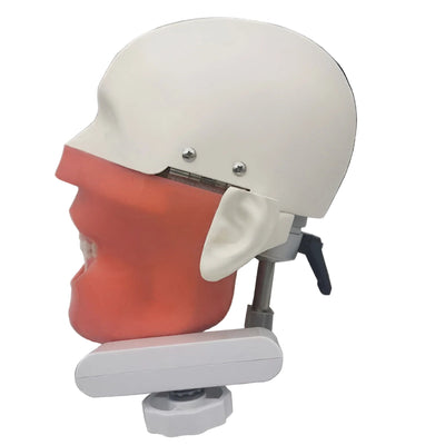 Dental Phantom Head Clinical Training Simulator