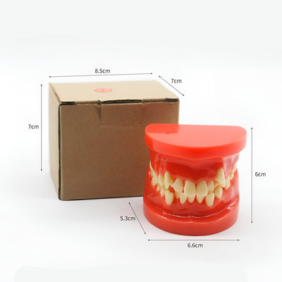 Dental Orthodontic Study Model(Typodont)