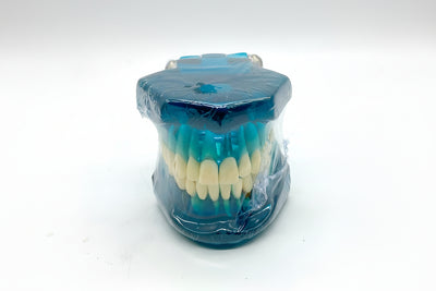 Dental Education Model (Implant Restoration)