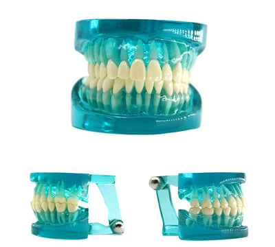 Dental Education Model (Standart)