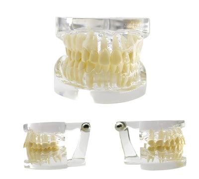Dental Education Model (Standart)