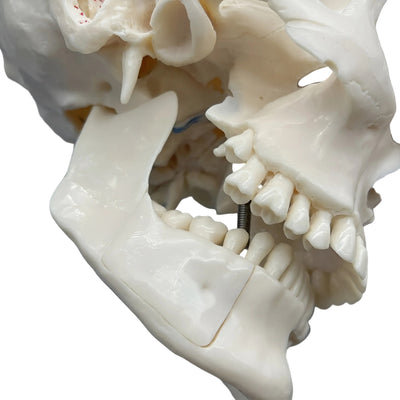 Life-Size Human Dental Skull Model