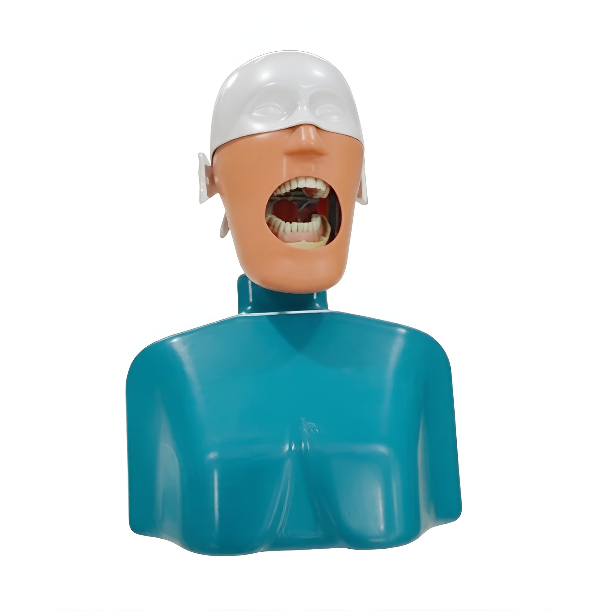 Dental Phantom Head Model with Shoulder Torso