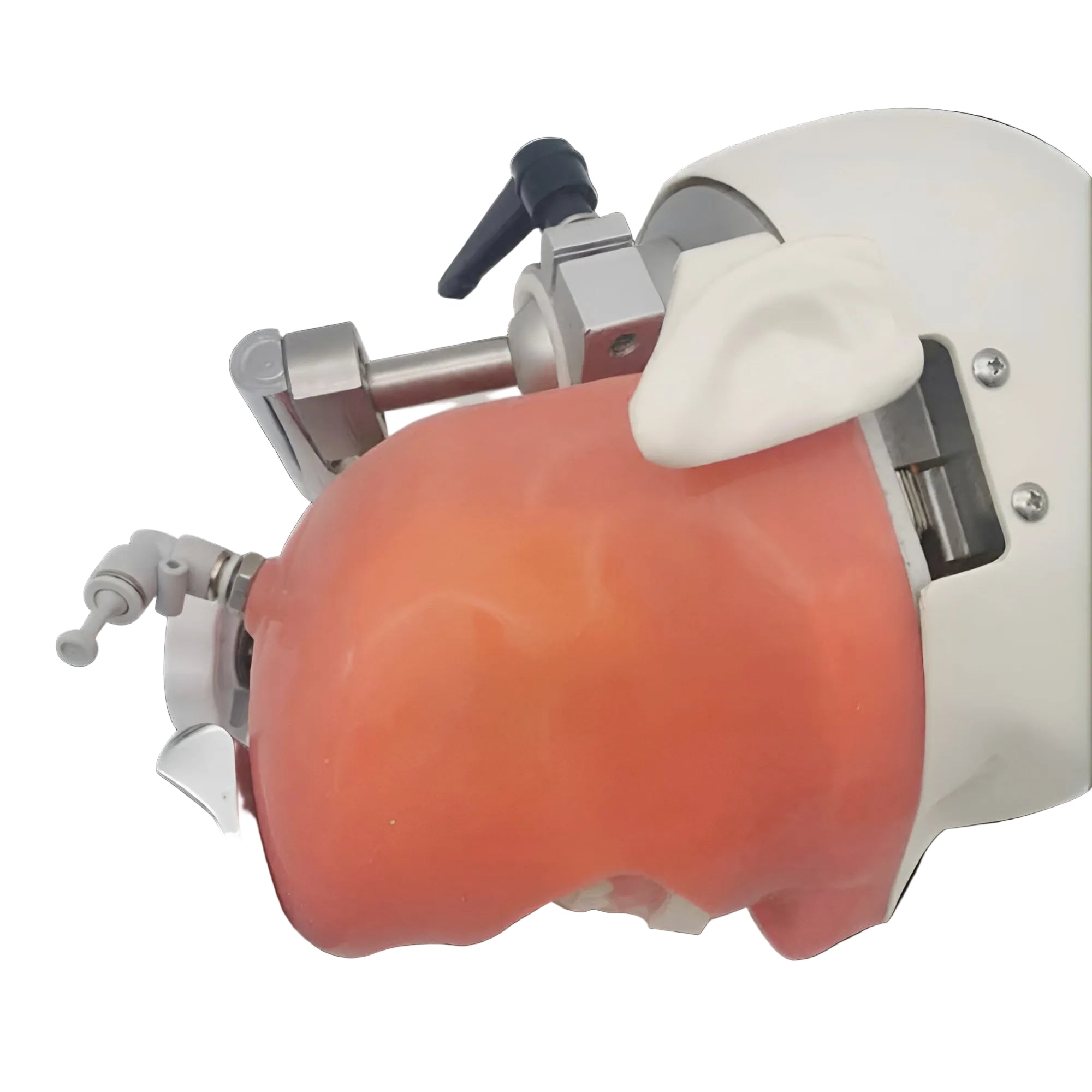 Dental Phantom Head Clinical Training Simulator