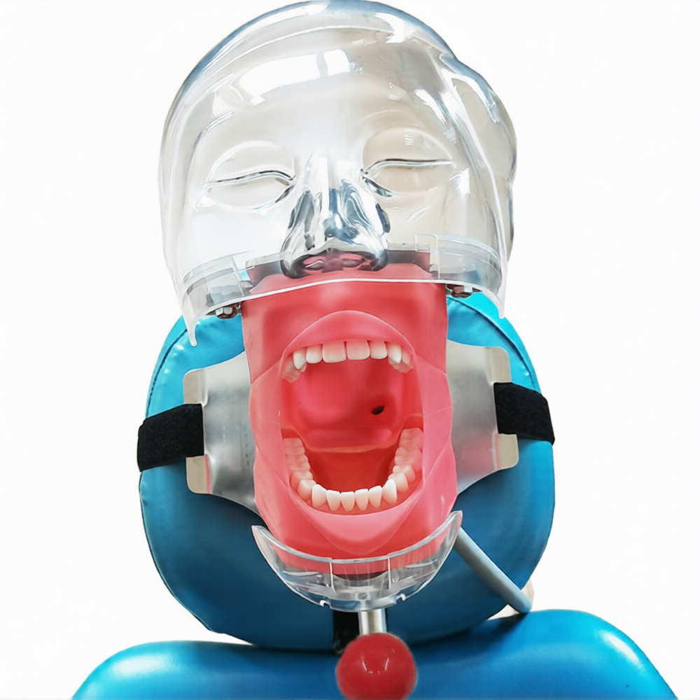 Dental Simulator Phantom Head
