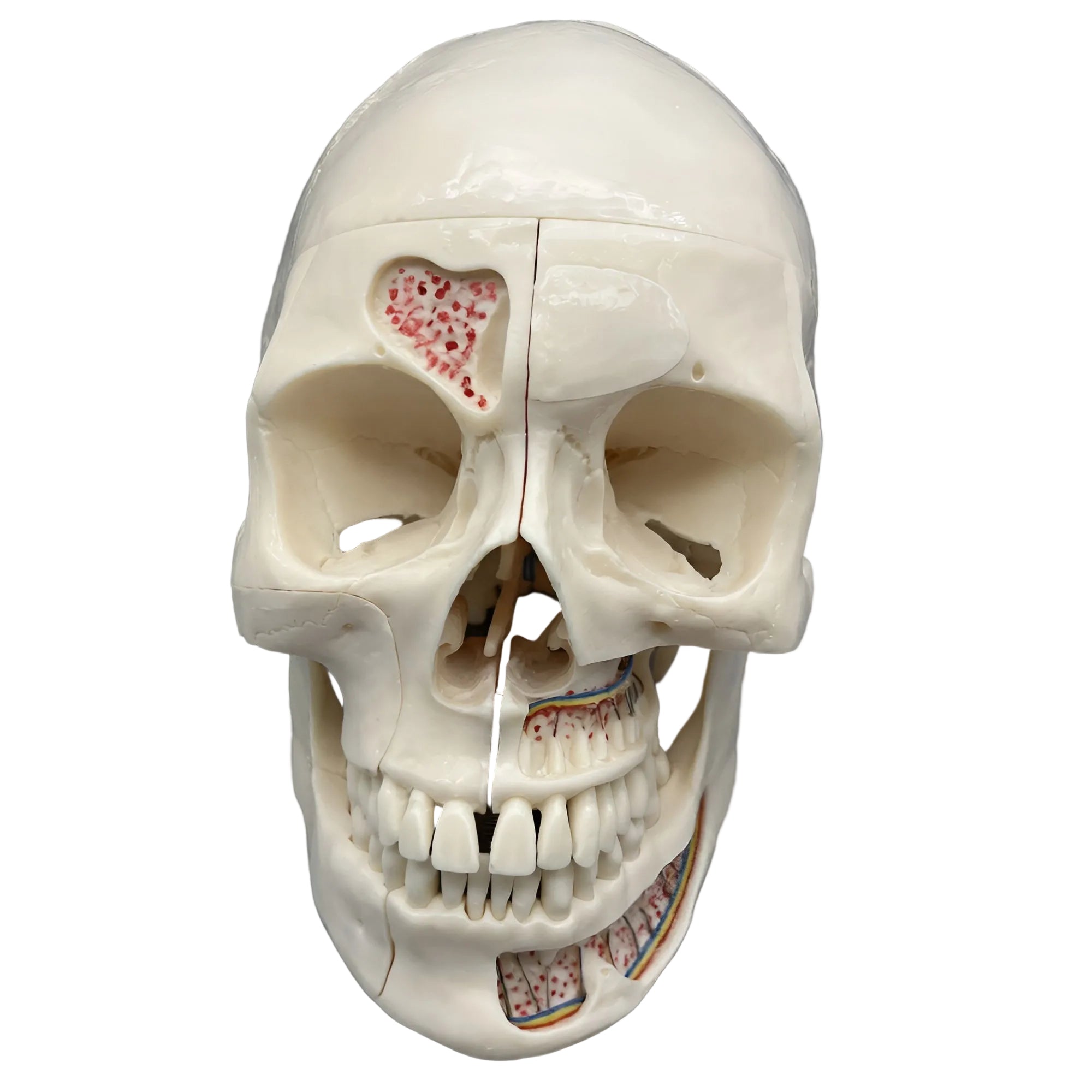 Life-Size Human Dental Skull Model