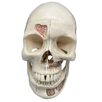 Life-Size Human Dental Skull Model