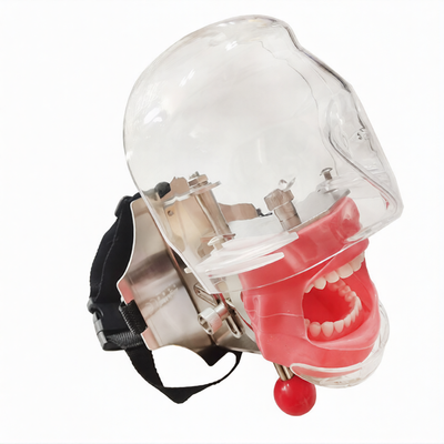 Dental Simulator Phantom Head
