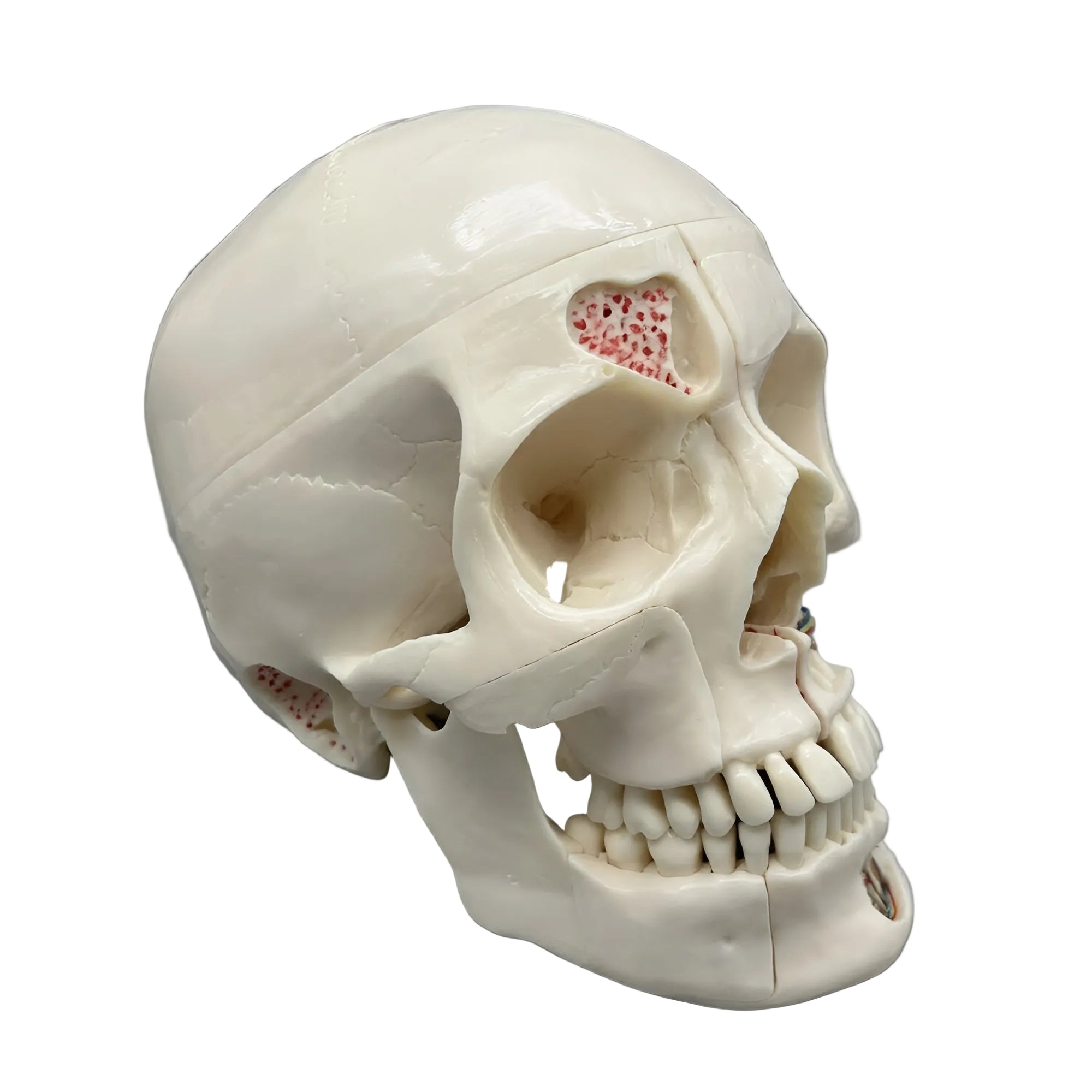 Life-Size Human Dental Skull Model
